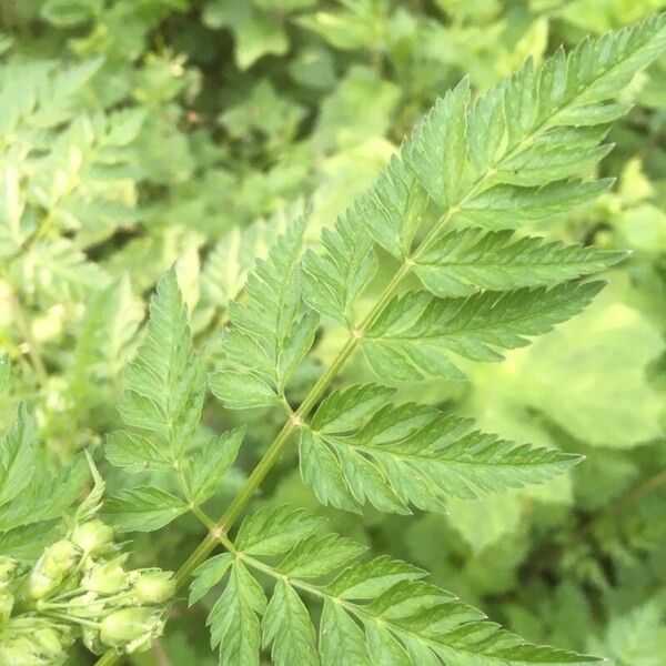 Chaerophyllum aureum Blatt