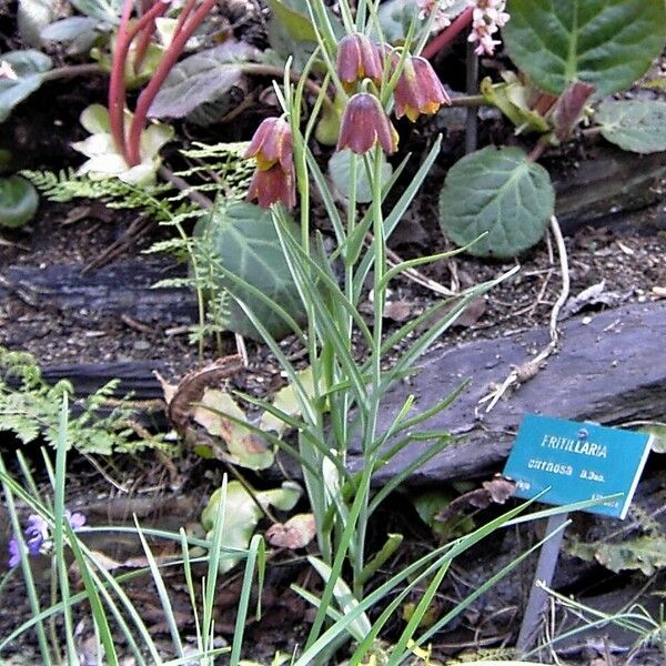 Fritillaria cirrhosa Habitus