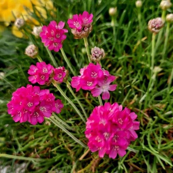 Armeria maritima 花