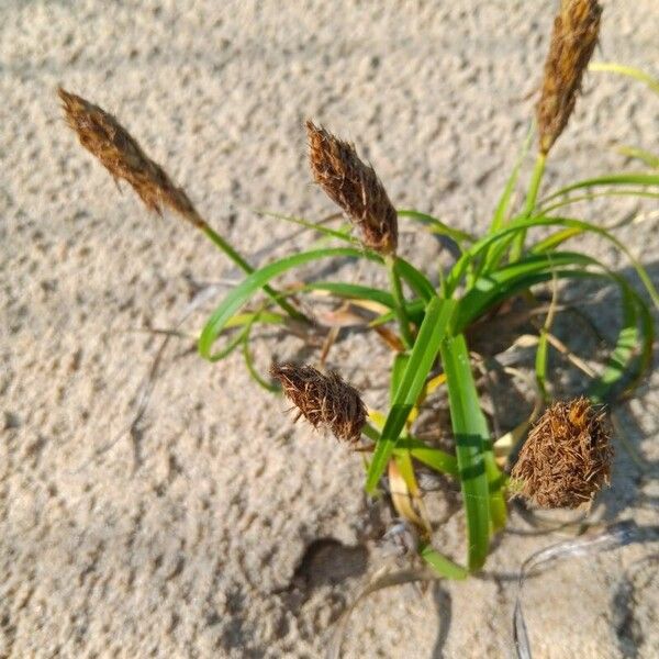 Carex kobomugi Folha