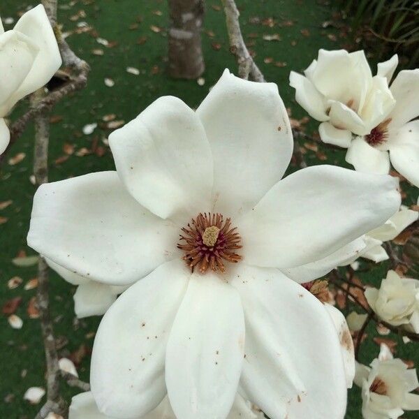 Magnolia grandiflora फूल