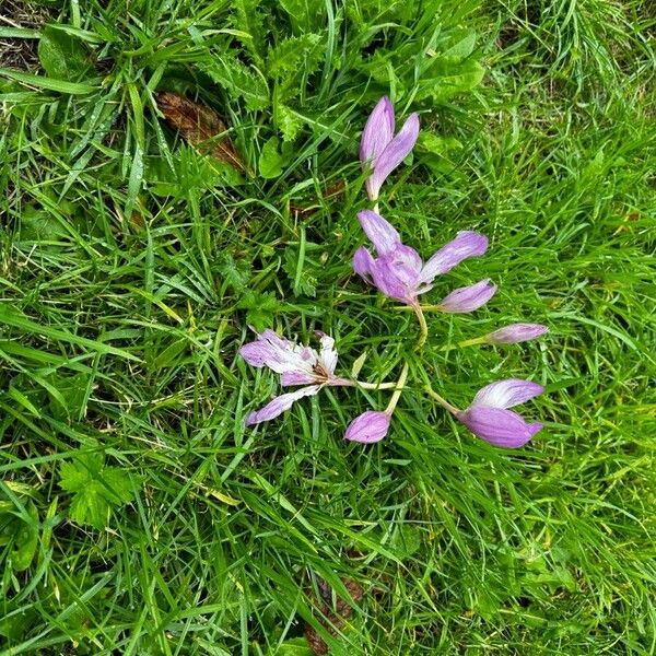 Colchicum lusitanum Flor