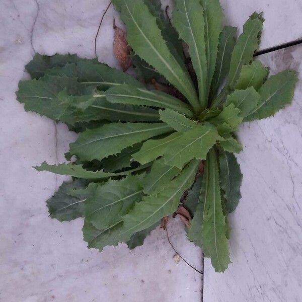 Lactuca virosa Blad