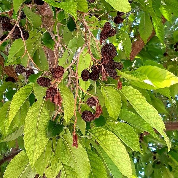 Alnus japonica Lorea