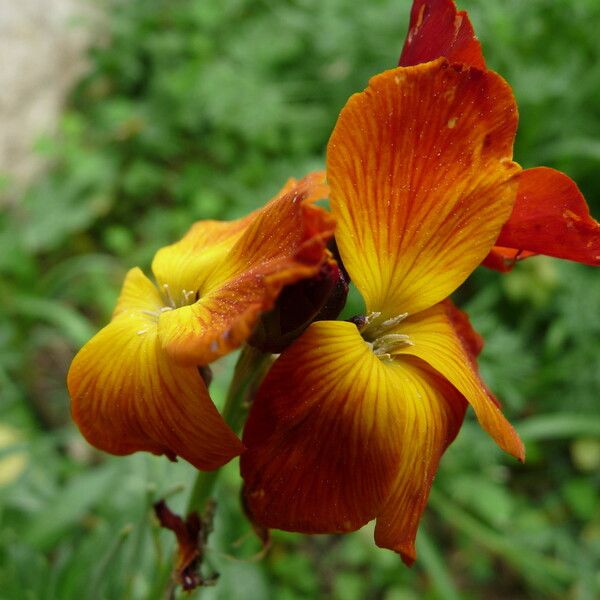 Erysimum × cheiri Blomst