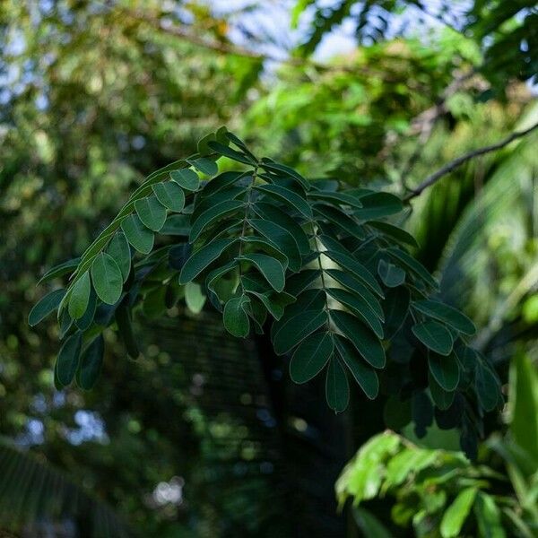 Cassia javanica 葉