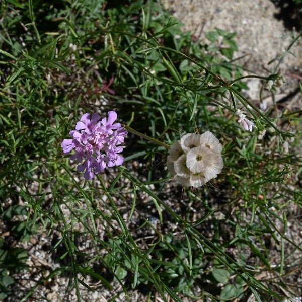 Scabiosa triandra Kvet