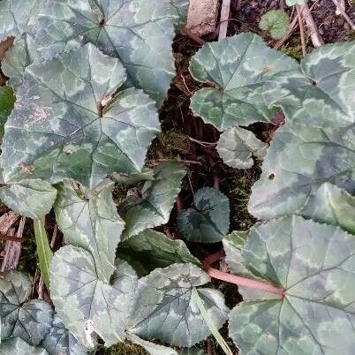 Cyclamen hederifolium आदत