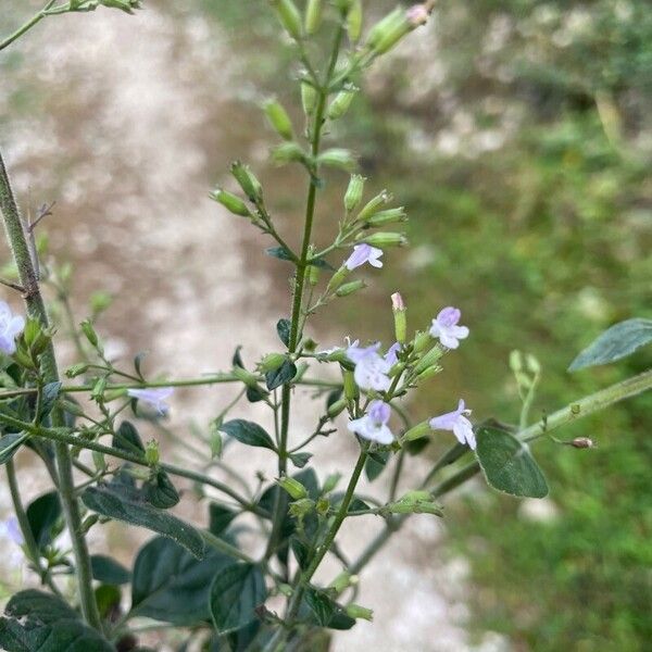 Clinopodium nepeta Flower