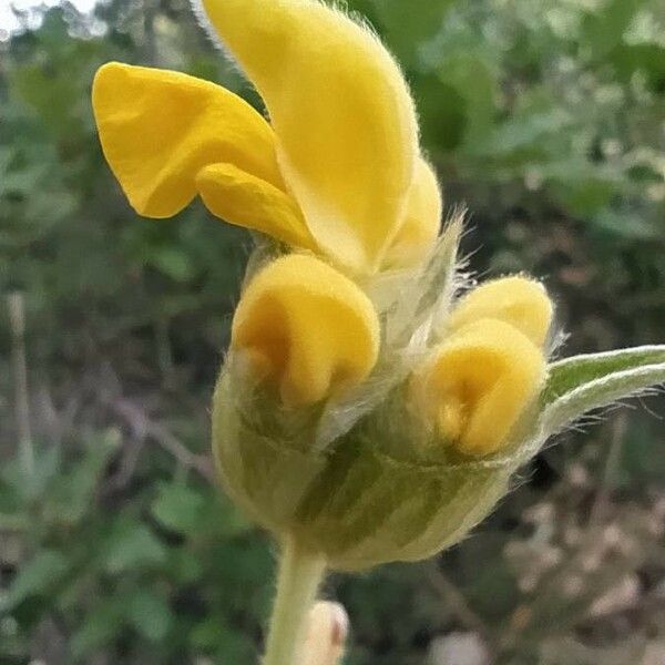 Phlomis lychnitis Blüte