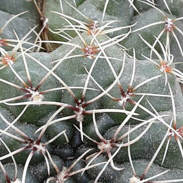 Gymnocalycium baldianum Flor