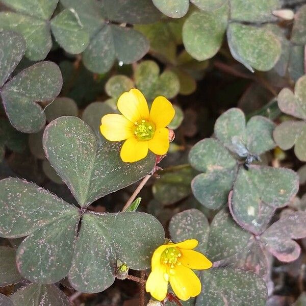 Oxalis corniculata Λουλούδι