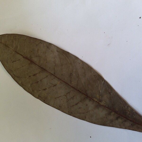 Aniba taubertiana Leaf