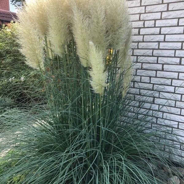 Cortaderia selloana برگ