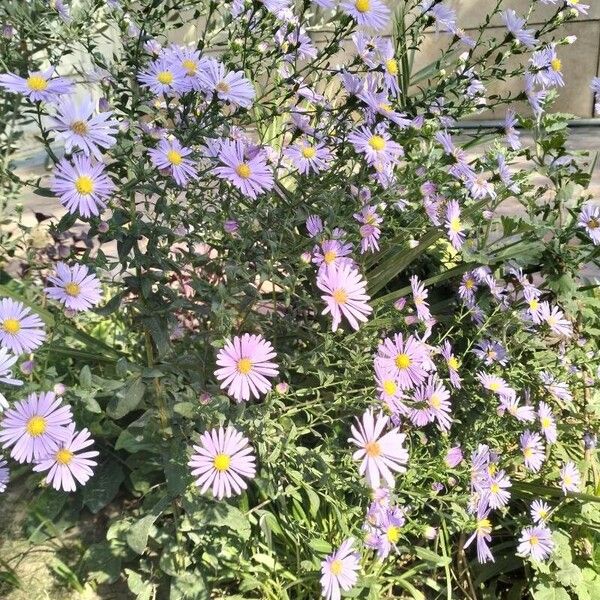 Aster alpinus Цвят