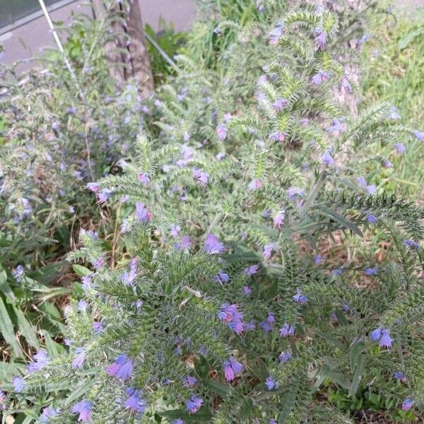 Echium vulgare Pokrój