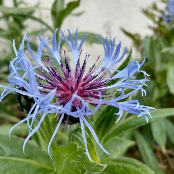 Centaurea montana Kwiat