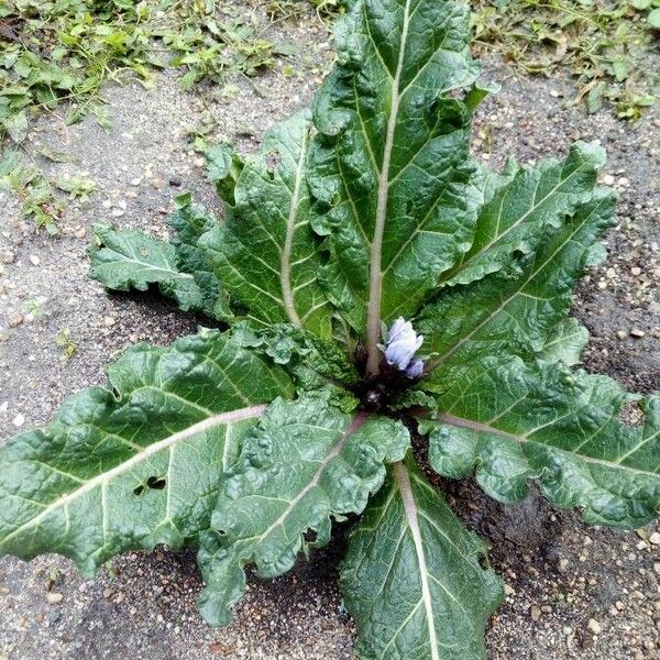 Mandragora autumnalis Лист