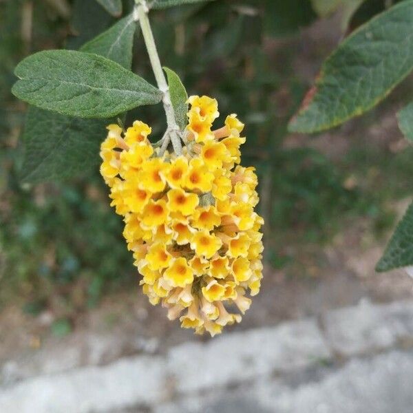 Buddleja globosa Flors