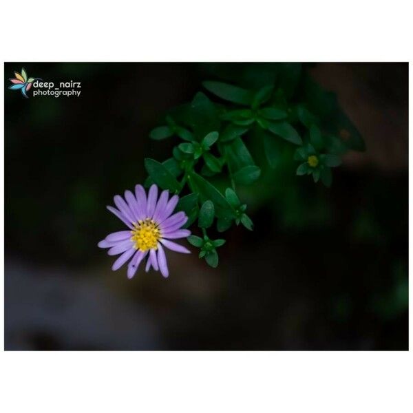 Aster amellus Flor