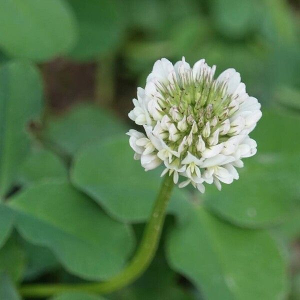 Trifolium repens عادت