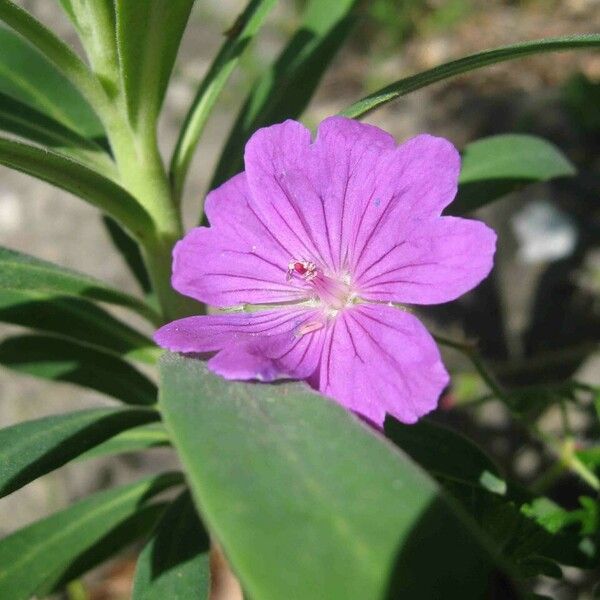 Geranium sanguineum Цвят