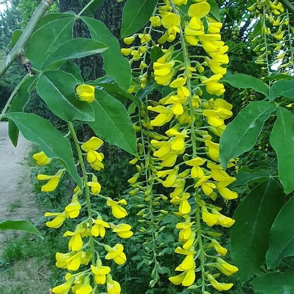 Laburnum alpinum Hoja