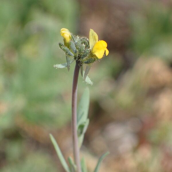 Linaria simplex Цвят