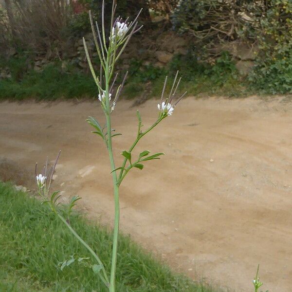 Cardamine hirsuta кора