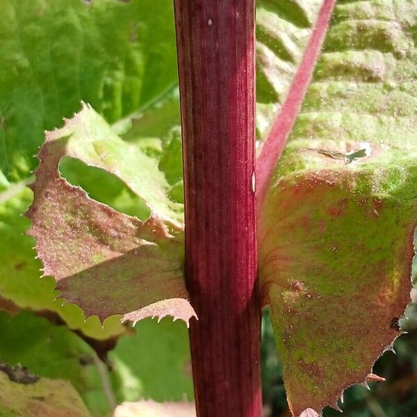 Cichorium endivia Koor