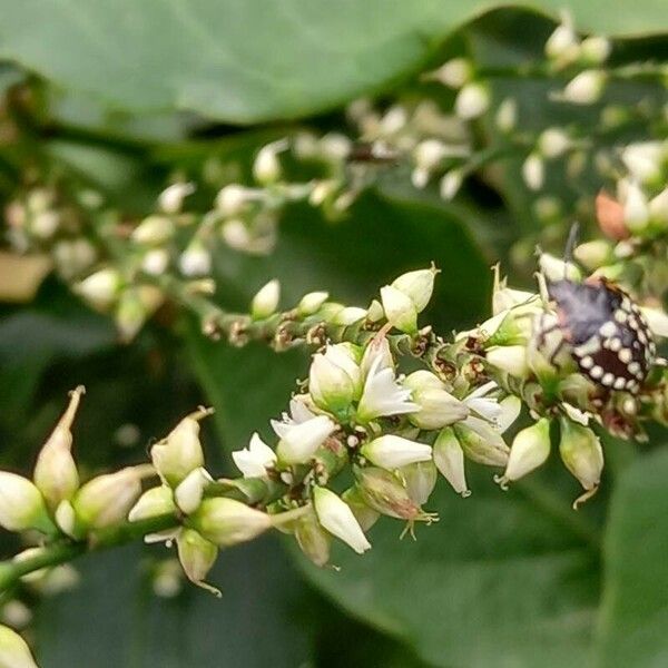 Persicaria virginiana Bloem