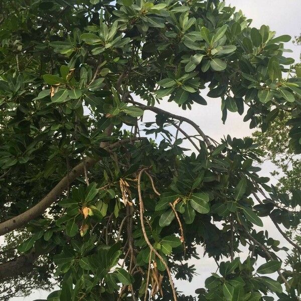 Ficus thonningii Habit