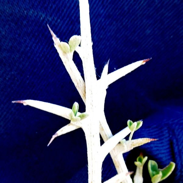 Asparagus stipularis Other