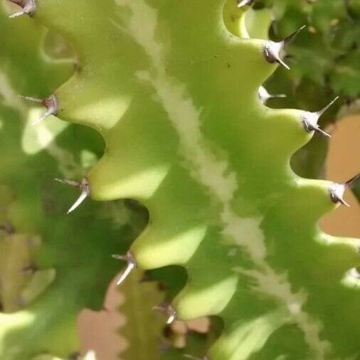 Euphorbia lactea Bark