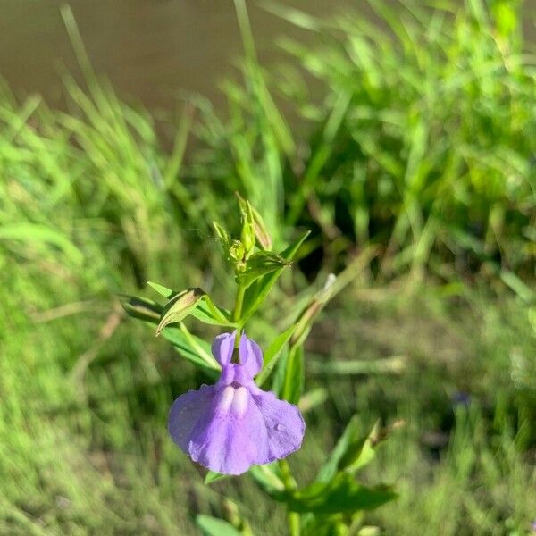 Mimulus ringens Bloem