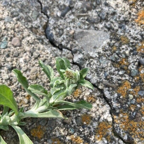 Gamochaeta pensylvanica Flor