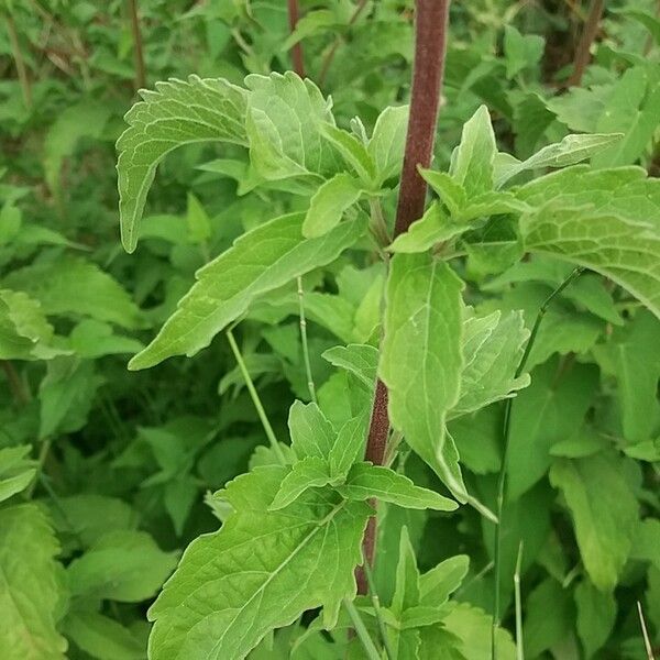 Eupatorium perfoliatum Folla