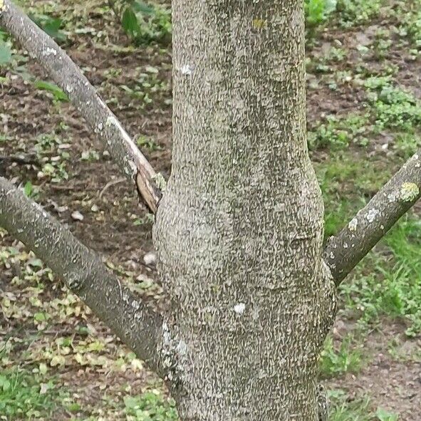 Asimina triloba Bark