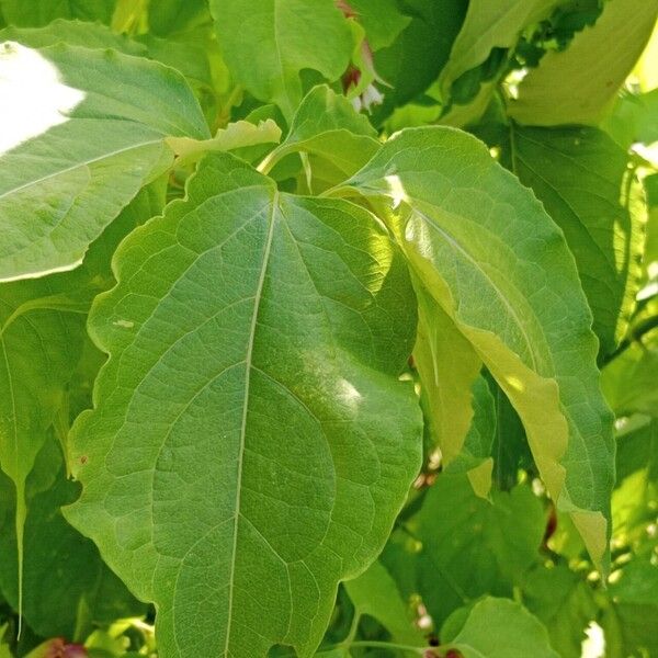 Leycesteria formosa Leaf