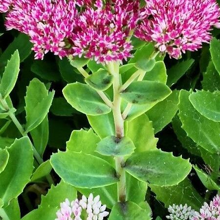 Hylotelephium telephium Flower