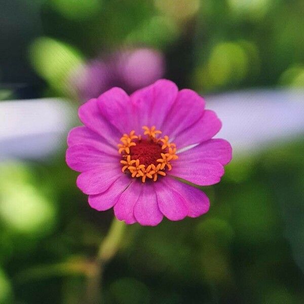 Zinnia elegans Blomma