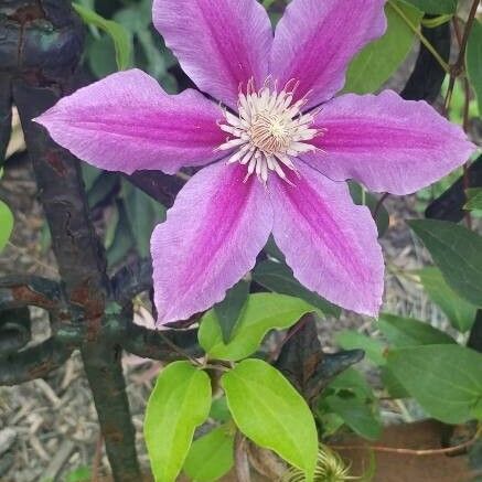 Clematis patens Flower