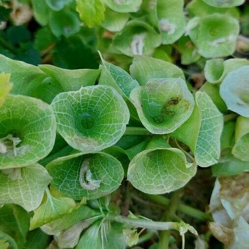 Moluccella laevis Folha