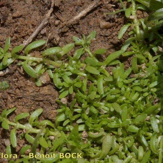 Callitriche brutia Hábito