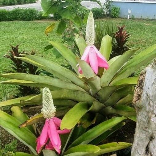 Aechmea mariae-reginae Blüte