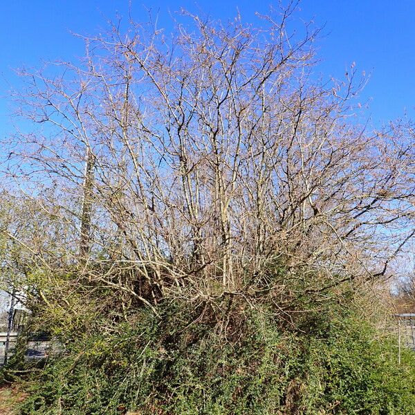 Corylus avellana Habitus