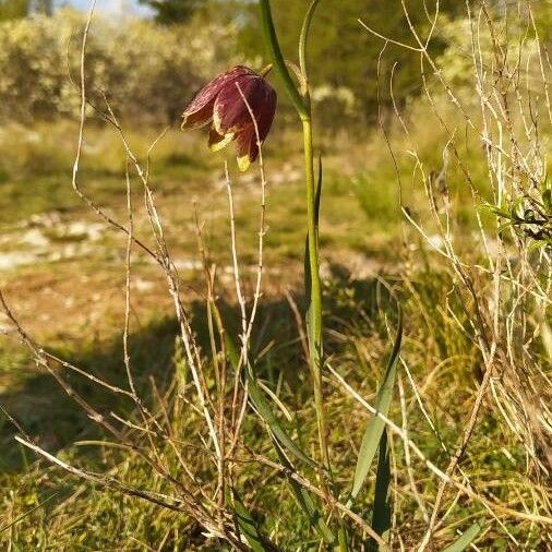 Fritillaria pyrenaica Kvet