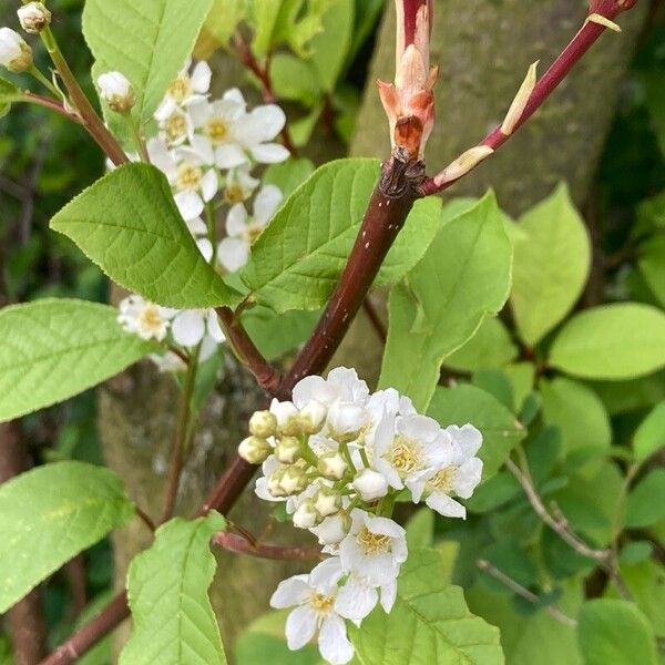 Prunus padus Kukka