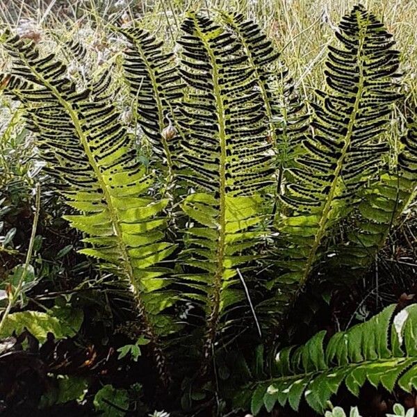 Polystichum lonchitis Habit