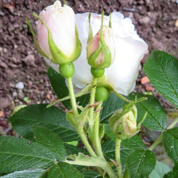 Rosa carolina Flor